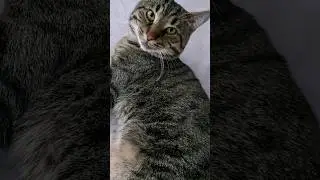 Человеку нужен кот #shorts #юмор #кот#фомина