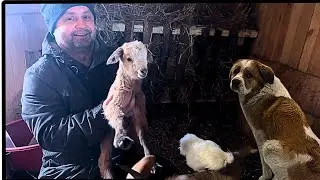 A BELARUSIAN FAMILY LIVING ON AN ATYPICAL FARM. A FROST HIT, BUT OUR ANIMALS DECIDED TO BROADCAST.