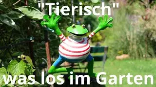 Tierisch was los im Garten :-) / Aufnahmen von Tieren mit der GoPro Hero10 Black und Sony ZV-1