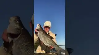 Вот он, правильный спиннинг для жереха! 🎣 #shorts #fishing #spinning #norstream #спиннинг #жерех