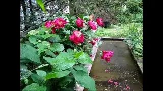 Водоем, пионы и маленькая тайна