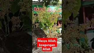 sungguh-sungguh terjadi, batang besar bisa berbunga lebat