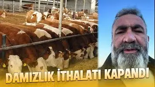 DAMIZLIK İTHALATI KAPANDI