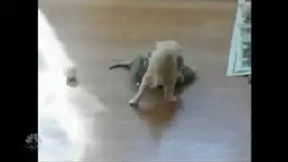 My kittens on Leno! (zootube segment)