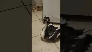 Чомга в стацинаре #животные #animals #birds #реабиитациядикихживотных