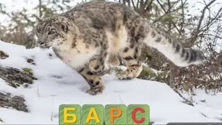Жылдам оқып үйренудың ең оңай тәсілі. Сөз.