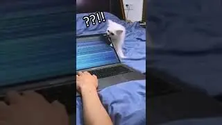 Кот прокусил экран ноутбука