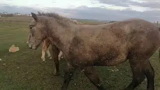 Лошади Иван Ивановича
