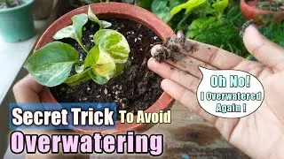 SECRET TRICK of Watering Plants // How Often You Should Water Your Plants// Water Plants