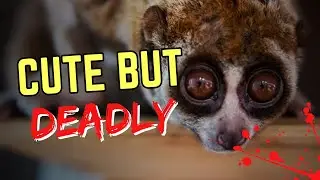10 Cute Animals That Are Actually Dangerous