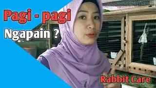 Kegiatan pagi yang wajib bagi peternak kelinci