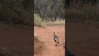Turkey acting like he knows where he’s going before turning around to check the map (pt 1)