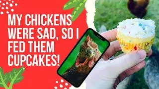 Chickens Taste Cupcakes For The First Time!