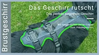 Hundegeschirr richtig einstellen - Das Geschirr verrutscht