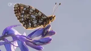 Advanced Photography: Macro with Ross Hoddinott