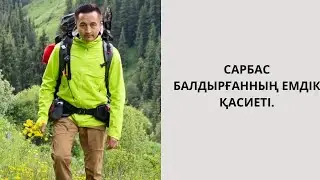САРБАС БАЛДЫРҒАННЫҢ ЕМДІК ҚАСИЕТІ.