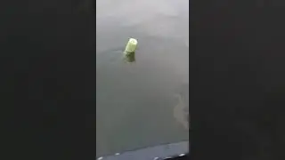 Big Blue Fight