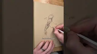 How To Draw Triceps Anatomy Lesson!