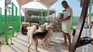 진돗개 텐 패밀리 실시간, 진돗개들 닭안심살 먹방!(제리 지나간 생일 퉁치기)