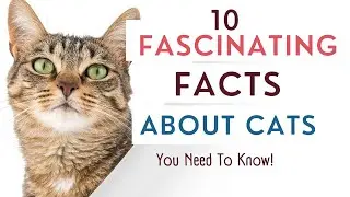 10 Fascinating Cat Facts You Need To Know