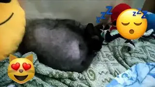 КАДРЫ ПРО ТОМА! СПИТ, ЛЕЖИТ, ПРОСЫПАЕТСЯ И ВЫЛИЗЫВАЕТСЯ