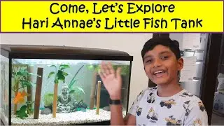 Come, Let's Explore Hari Annae's Little Fish Tank