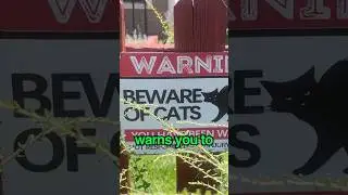 Should my cat take the plea deal?