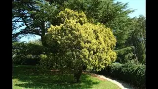 THE JUNIPER SOCIETY: Video Journal 1:2