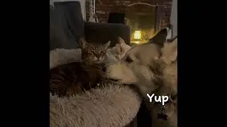 Cute Kitty and Husky #happycute #cutesy #adorable #toocute #cutethings