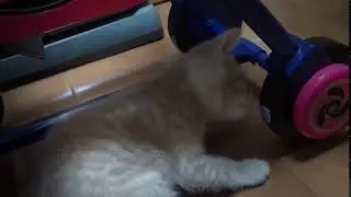 meomeocl 131 clip1
