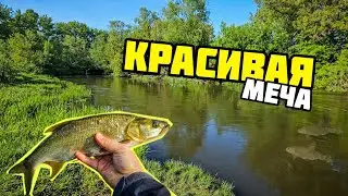 Жерех и голавль на Красивой Мече | Первая рыбалка со спиннингом Abu Garcia TMNS-605L