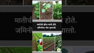 कापूस पिकाची खुरपणी करण्यासाठी खालील पद्धती