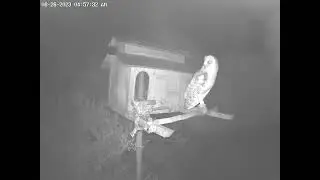 #OwletPaulie Doing More Wing Stretches.  Owl Box OSC - 6/26/23 - 4:57 am