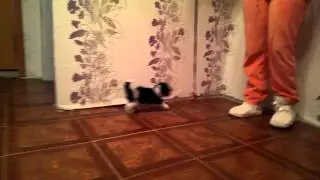 VIDEO0055