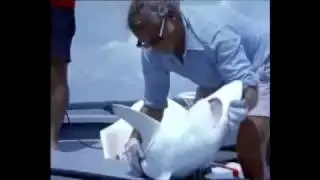 Köpek Balıkları [Türkçe Belgesel] / wild wild world of animals