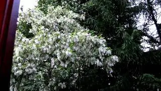 SPRING 2009mm