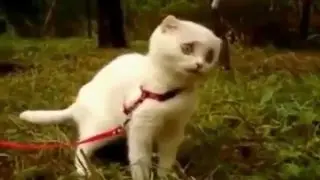 Очень забавный котик