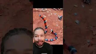 UMA CORAL VERDADEIRA? 
