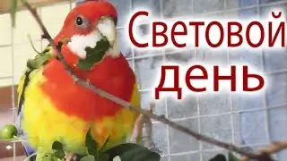 Особенности светового дня для попугая розеллы в период разведения