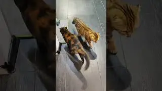 Нюшку сосватали😃💍 у нас товар- у вас купец...