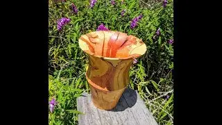 169. Apricot Root Ball