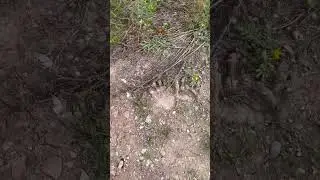 #bear #wild #bear #медведь #страшно #camping #работа