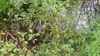 Golf Course Before Grazing | Clean Stream Edges & Restored Visibility ( Enclosure # 12)