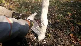 Treating and Wrapping a Damaged Plum Tree Trunk