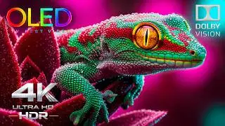 Ultra Vivid OLED 4K HDR TEST | Dolby Vision 120FPS (8K/4K Video TV)