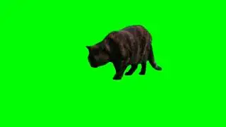 Super Cute Cat - Free Green Screen Effect
