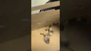 How Petco Treats Their Animals 