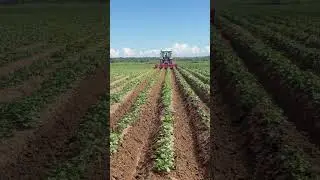 Окучивание картофеля #potato #seeds #farming #food #agriculture #сельскоехозяйство #agro #картофель