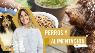 Tips de alimentación canina