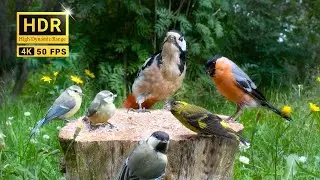 CAT TV:  Delightful Little Birds and Serene Forest Bird Sounds (4K HDR)